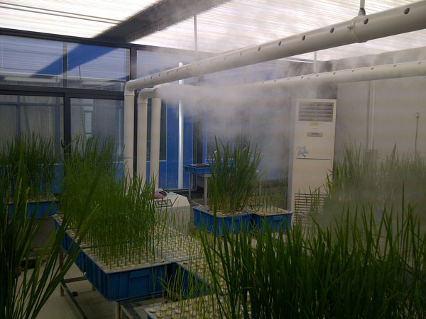 實驗室培養(yǎng)